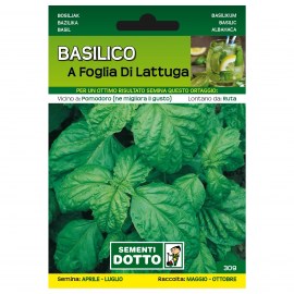 BASILICO-A-FOGLIA-DI-LATTUGA