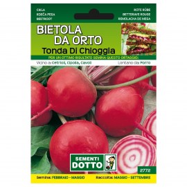 BIETOLA-DA-ORTO-TONDA-DI-CHIOGGIA