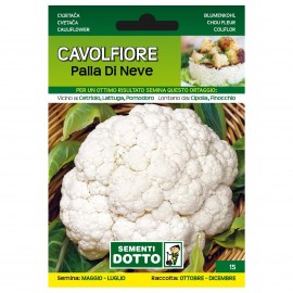 CAVOLFIORE-PALLA-DI-NEVE