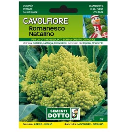 CAVOLFIORE_ROMANESCO_NATALINO