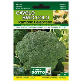 CAVOLO-BROCCOLO-RAMOSO-CALABRESE7