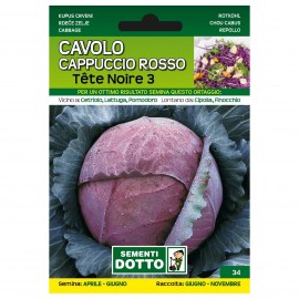 CAVOLO-CAPPUCCIO-ROSSO