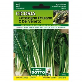 CICORIA-CATALOGNA-FRIULANA