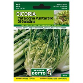 Sementi-Dotto-CICORIA-CATALOGNA-PUNTARELLE-DI-GALATINA