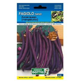 Sementi-Dotto-FAGIOLO-NANO-PURPLE-QUEEN-MANGIATUTTO