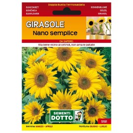 Sementi-Dotto-GIRASOLE-NANO-SEMPLICE