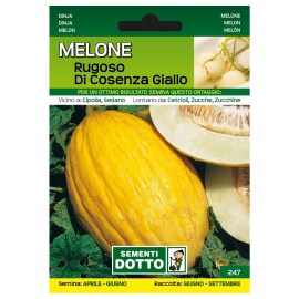 Sementi-Dotto-MELONE-RUGOSO-DI-COSENZA-GIALLO9