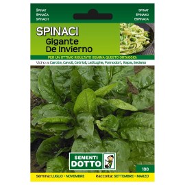 Sementi-Dotto-SPINACIO-GIGANTE-DE-INVIERNO