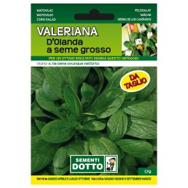 Sementi-Dotto-VALERIANA-DOLANDA-A-SEME-GROSSO