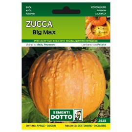 Sementi-Dotto-ZUCCA-BIG-MAX