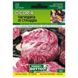 Sementi-dotto-CICORIA-VARIEGATA-DI-CHIOGGIA