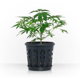 ercole-pianta-canapa-sativa5