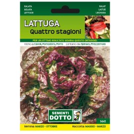 lattuga_4_STAGIONI