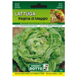 lattuga_regina_maggio