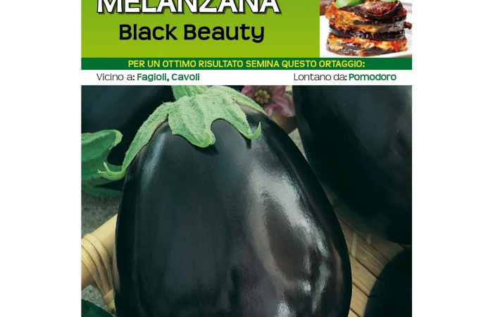Sementi Dotto - MELANZANA BLACK BEAUTY